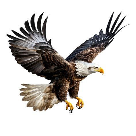 Wings Of Majesty The Soaring Eagle Eagle Bird Wing Png Transparent