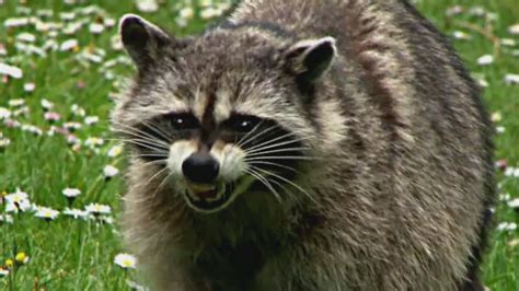 Aggressive Raccoon Attacks Puppy In Vancouvers West End British