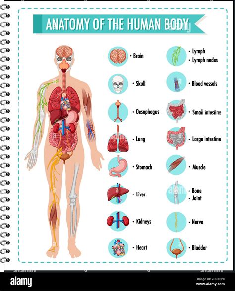 Anatomía Del Cuerpo Humano Información Ilustración Infográfica Imagen