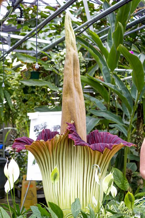 In full bloom, it would be adorned with as many as 30,000 flowers. Smelly Corpse Flower Blooms Today For First Time in 11 ...