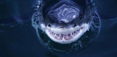 Turning The Tide For Great White Sharks
