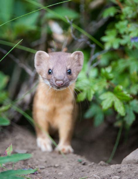 Long Tailed Weasel Stock Photos Pictures And Royalty Free Images Istock