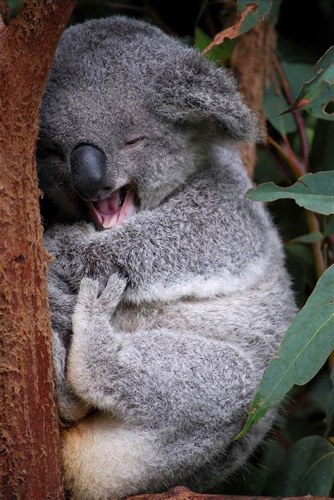 Cute Koala Happy Animals Cute Animals Koala