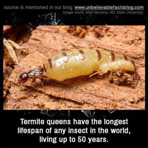 Termite Queens Have The Longest Lifespan Of Any Insect In The World