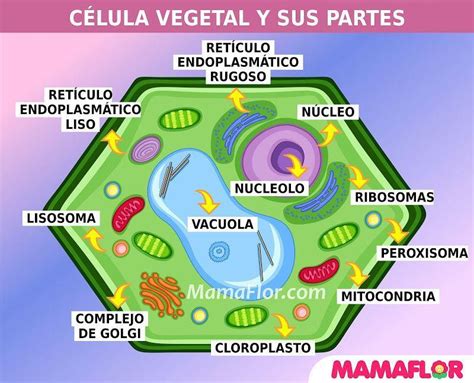 El Dibujo Representa A Una Célula Vegetal Brainlylat