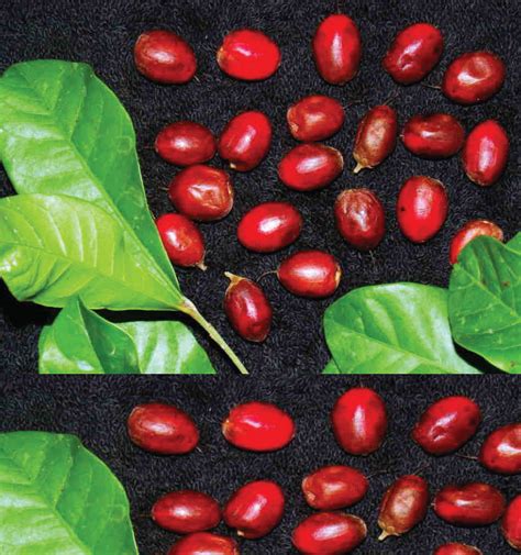 Indian and chinese food you can buy here online also. Miracle Berry Supplier (Asaa Fruit) - African Product ...