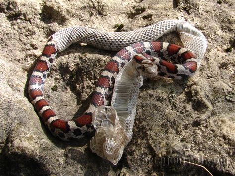 This listing is for one copperhead skin shed. Herpjournal 9-23-07