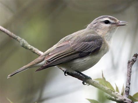 Warbling Vireo Identification All About Birds Cornell Lab Of
