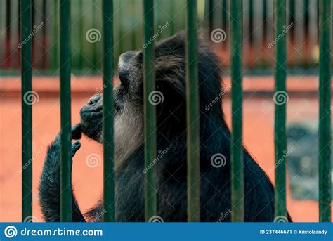 Um Macaco Rabo Numa Gaiola Imagem De Stock Imagem De Lado 237446671