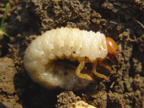 Grub Worms Grubs Biological Learning Its Comprehensive Prevention