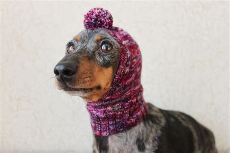 Knitting Pattern Small Dog Hat Dachshund Hat Pet Clothes