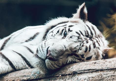 Por qué el tigre blanco está en peligro de extinción Resumen