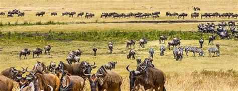 5 Days Tanzania Northern Circuit Wildlife Safari Tanzania Safaris Tours