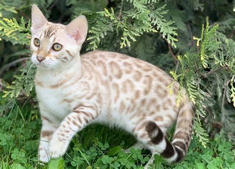 Comprar Gato Bengalí Lo Que Debes Saber Coramonte Bengal