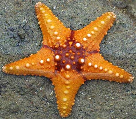 Starfish Sea Star Armed Sea Critter Animal Pictures