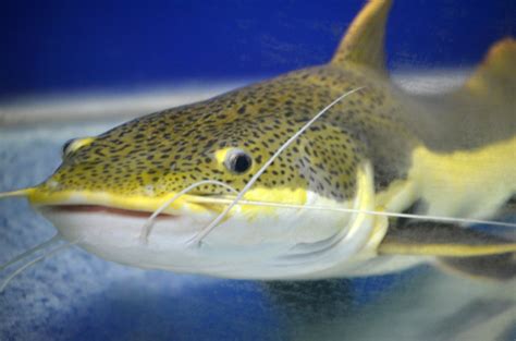 Neben der bezeichnung wels, kennt man diesen fisch auch als waller oder schaidfisch. Kostenlose foto : Biologie, Whiskers, Tiere, Schau ...