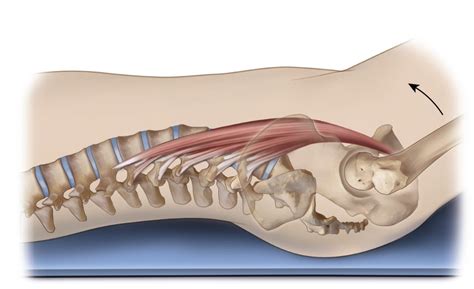 Psoas Major Spinal Joint Actions Frontal And Transverse Planes