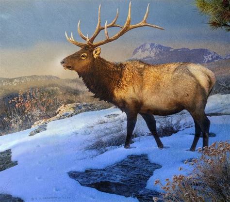 Sunset On The Ridge Bull Elk By R Christopher Vest North American