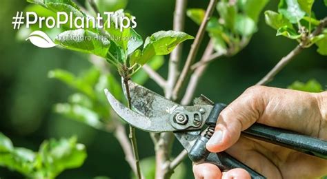 A Comprehensive Pruning Guide For The Year Blog