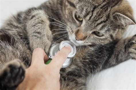 How to give liquid medication to a cat. Heart Murmurs in Cats - The Conscious Cat