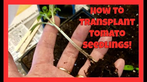 How To Transplant Tomato Seedlings Youtube