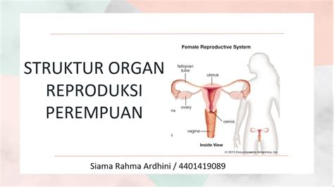 Struktur Organ Reproduksi Perempuan Youtube