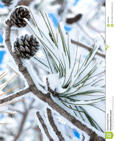 Snow Covered Pine Branch With Cones Stock Image Image Of Cedar