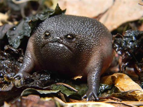 24 Bizarre Frogs You Wont Believe Actually Exist In The Wild Techeblog