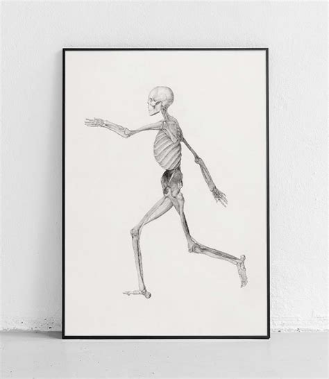 Human Skeleton Lateral View Poster 21 X 30 Cm Fine Art Biology