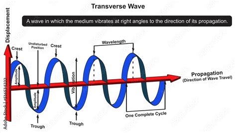 Transverse Wave Infographic Diagram Physics Science Education