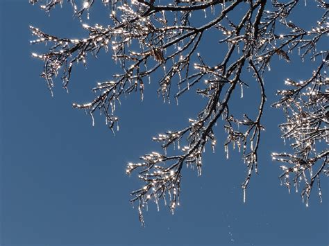 Free Images Tree Water Branch Winter Light Sky Sun Sunlight