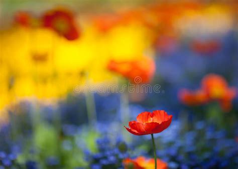 Red Poppy Flowers In Colorful Flower Field Stock Image