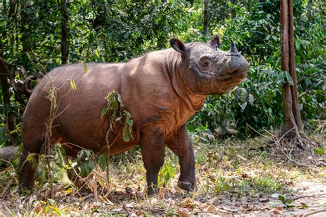 The Community Saving The Sumatran Rhino News Save The Rhino