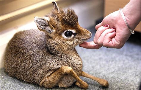 I See Your Baby Fennec Fox And I Raise You A Baby Dik Dik