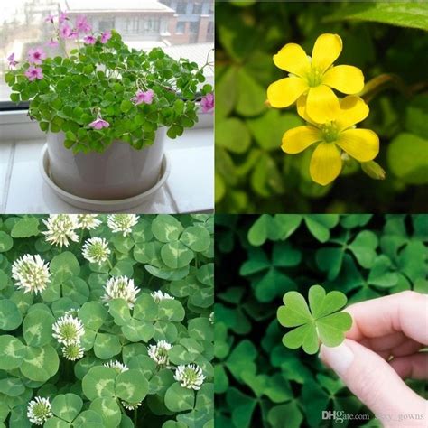 Types Of Clover Plants