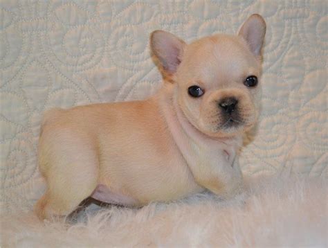 Check spelling or type a new query. French Bulldog Puppies For Sale | Menomonie, WI #215316