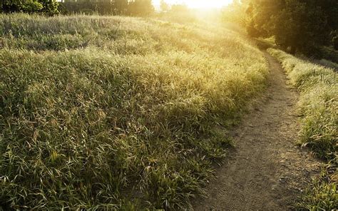 Hd Wallpaper Nature Sunset Grass Path Photography Trees Plants