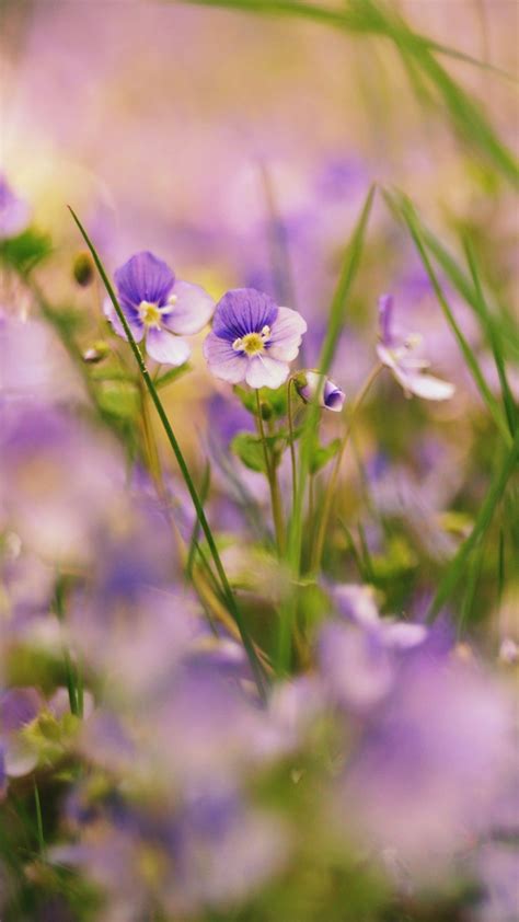 So Cute Tiny Wild Flowers Tap To See Spring And Summer Feel Wallpapers