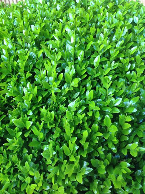 Buxus Sempervirens Plants To Your Door