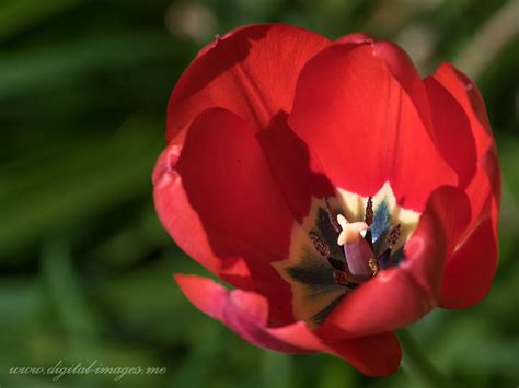 A Single Tulip Digital Images