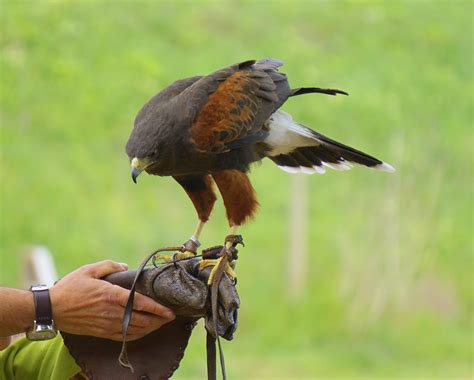 Fotos Gratis Pájaro Pico Fauna Silvestre águila Halcón Ave De