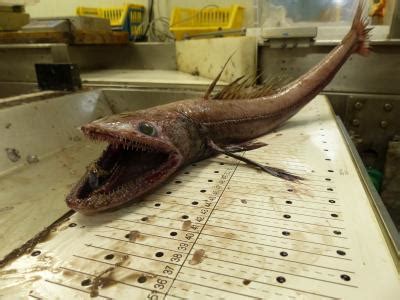 Lizard Fish IMAGE EurekAlert Science News Releases