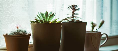 10 Easy Tips For Keeping Healthy Indoor Plants Gear Hungry