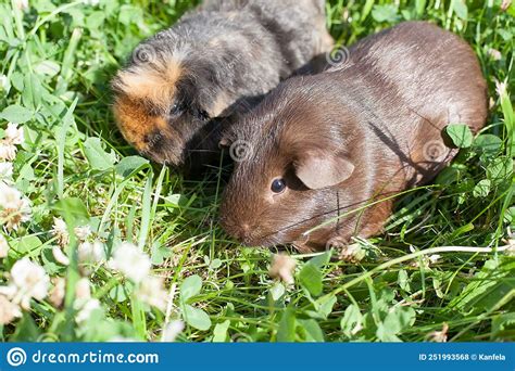 Two Cute Guinea Pigs Adorable American Tricolored With Swirl On Head In