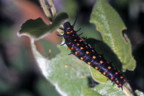 Free Stock Photo Of Black Caterpillar With Orange Spots Download Free
