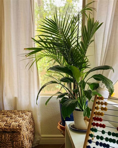 30 Indoor Decorative Plants For Your Home