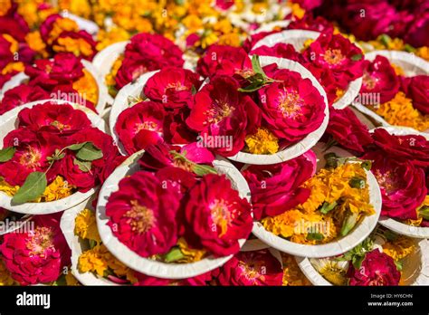Puja Flowers Offering During Holi Celebration In Vrindavan India Stock