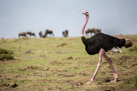 Side View Of Male Ostrich Struthio Camelus In Savannah Masai Mara