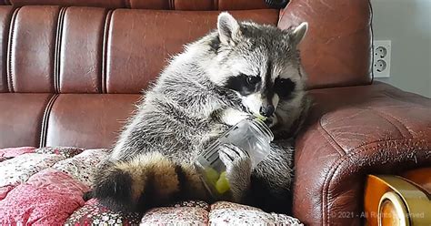 Pet Raccoon Is Rewarded With Tasty Snacks While Sitting Like A Human