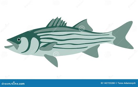 Striped Bass Vector Illustration Flat Style Stock Vector